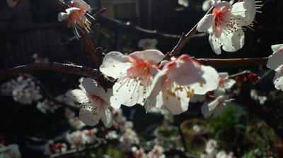 梅の花