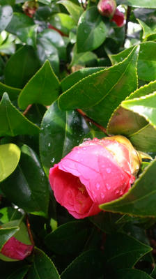 山茶花？椿？