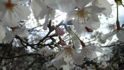 桜　sakura　2014/03/29