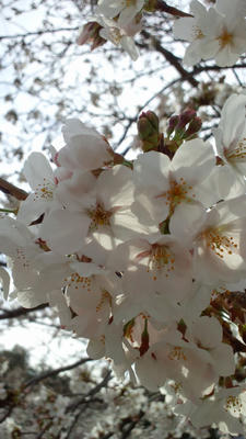桜　sakura　2014/03/29