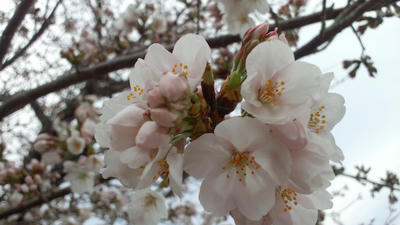 桜　sakura　2014/03/29