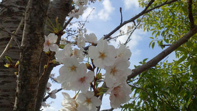 桜　sakura