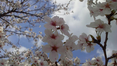 桜　sakura