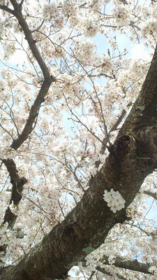 桜　sakura