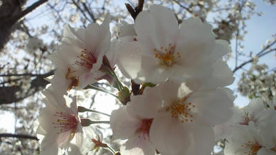 桜　sakura