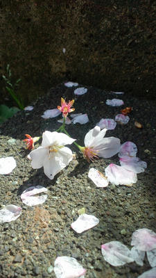 桜のはなびら