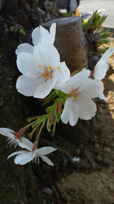 sakura 桜