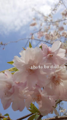 しだれ桜