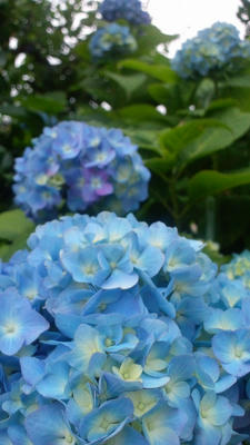あじさい 紫陽花