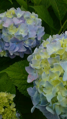 あじさい　紫陽花