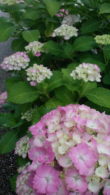 あじさい　紫陽花