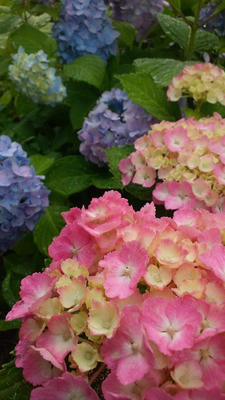あじさい　紫陽花