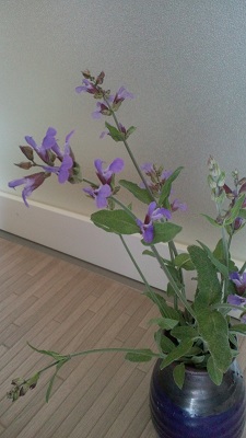 セージの花