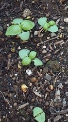 バジルさん　21日目