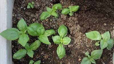 バジル　（種まきから31日）