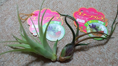 左：ブラキカウロス・右：ブルボーザ