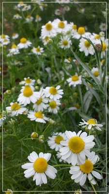 カモミール【camomile】