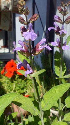 セージの花