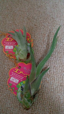 上：ベルティナ・下：カプトメドゥーサエ