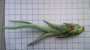 カプトメドューサエ