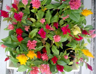 カシミヤ　デコレーション