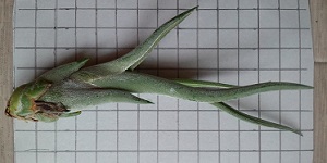 カプトメドューサエ