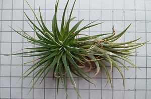 イオナンタ（たぶん）