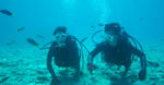 diving.jpg