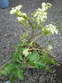 aa59056b.JPG