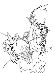 rankisen