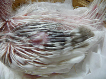903d0d71.JPG