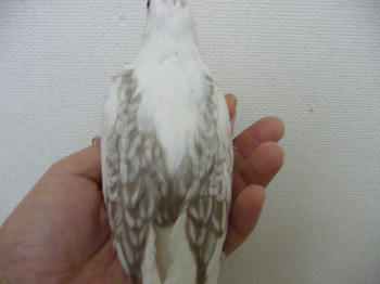 2a462898.JPG