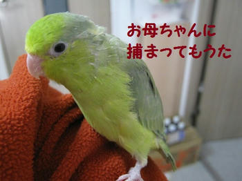 0839338f.JPG