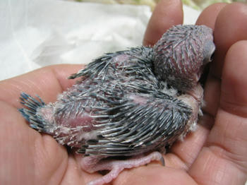 c514dac4.JPG