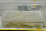 guradoriel-m02.JPG