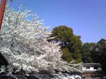 2010sakuraaa.jpg