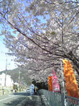 2010sakurac.jpg