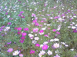 100411_1602_01.JPG