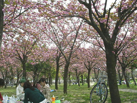 お花見客