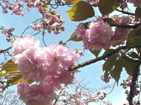八重桜