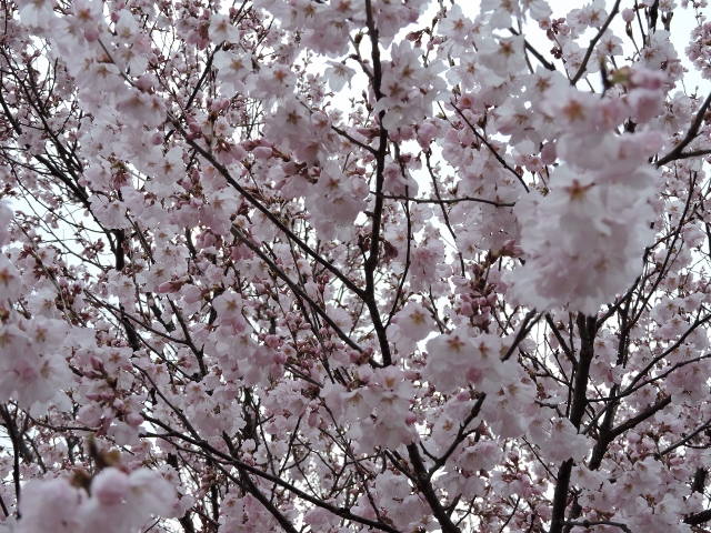 3月23日　桜