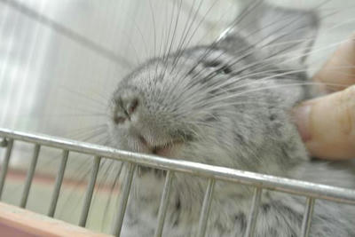 tintira3.JPG