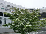 CIMG9007.JPG