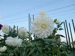 CIMG9546.JPG