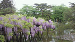 NEC_0219.JPG