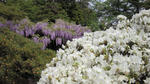 NEC_0220.JPG