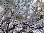 sakura1.jpg