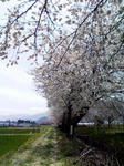 sakura2.jpg