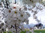sakura3.jpg