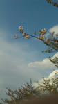 sakura-sora.jpg